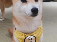 -逗柴咖啡屋·狗咖猫咖宠物桌游