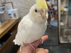 -吉丁鸟咖·异宠·寄养