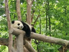 -都江堰中华大熊猫苑