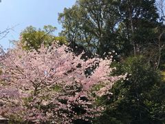 -醍醐寺