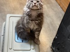 -欣宠猫屋·矮脚拿破仑·蓝金金渐层