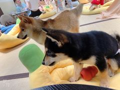 -逗柴咖啡屋·狗咖猫咖宠物桌游