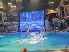 -芜湖新华联大白鲸海洋公园