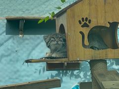 -青藏高原野生动物园