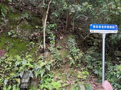 -十八棵（老龙井）御茶园(老龙井店)