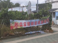 -老袁家蜜桃农场·阳山水蜜桃