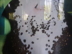 -泉州海丝野生动物世界