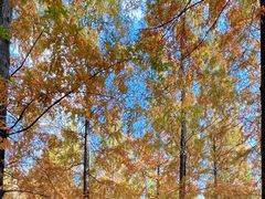 -黄海国家森林公园