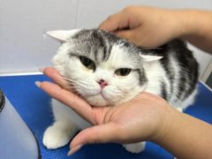 -博特宠物医院24h犬猫全科.骨科·异宠