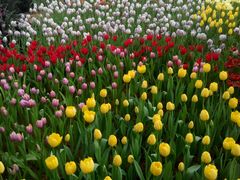 android_upload_pic-石家庄市植物园