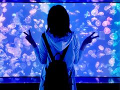 -烟台海昌鲸鲨海洋公园