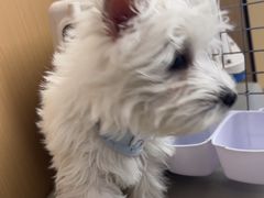 -瑞派康怡24h宠物医院·犬猫医疗中心·微创绝育(瑞景分院)