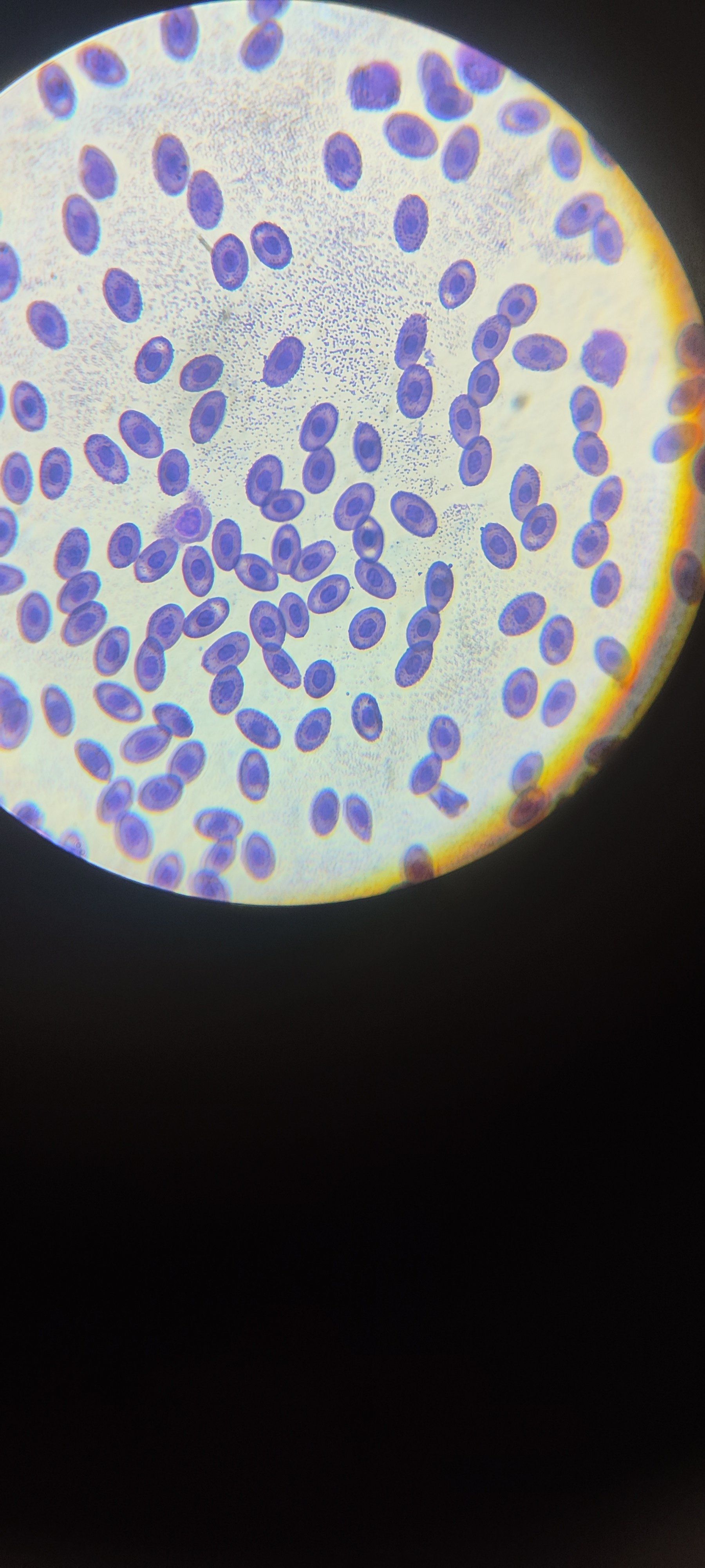 红细胞的动态壁纸