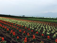 -富田农场