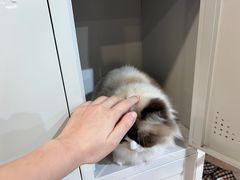 -平行世界·猫咖(首经贸店)