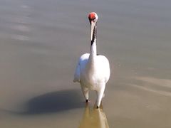-盐城丹顶鹤湿地生态旅游区