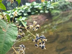 -重庆彩云湖湿地公园