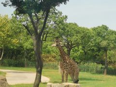 -上海野生动物园