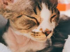 -纳吉亚猫专科动物医院(康都外科中心)