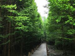 -桤木河湿地公园