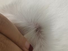 -PETKIT 小佩宠物·德文赛凯猫舍