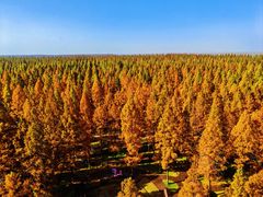 -黄海国家森林公园