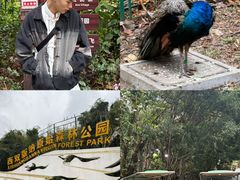 -西双版纳原始森林公园