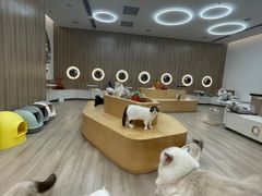 -瞄一喵猫咖(格力海岸店)