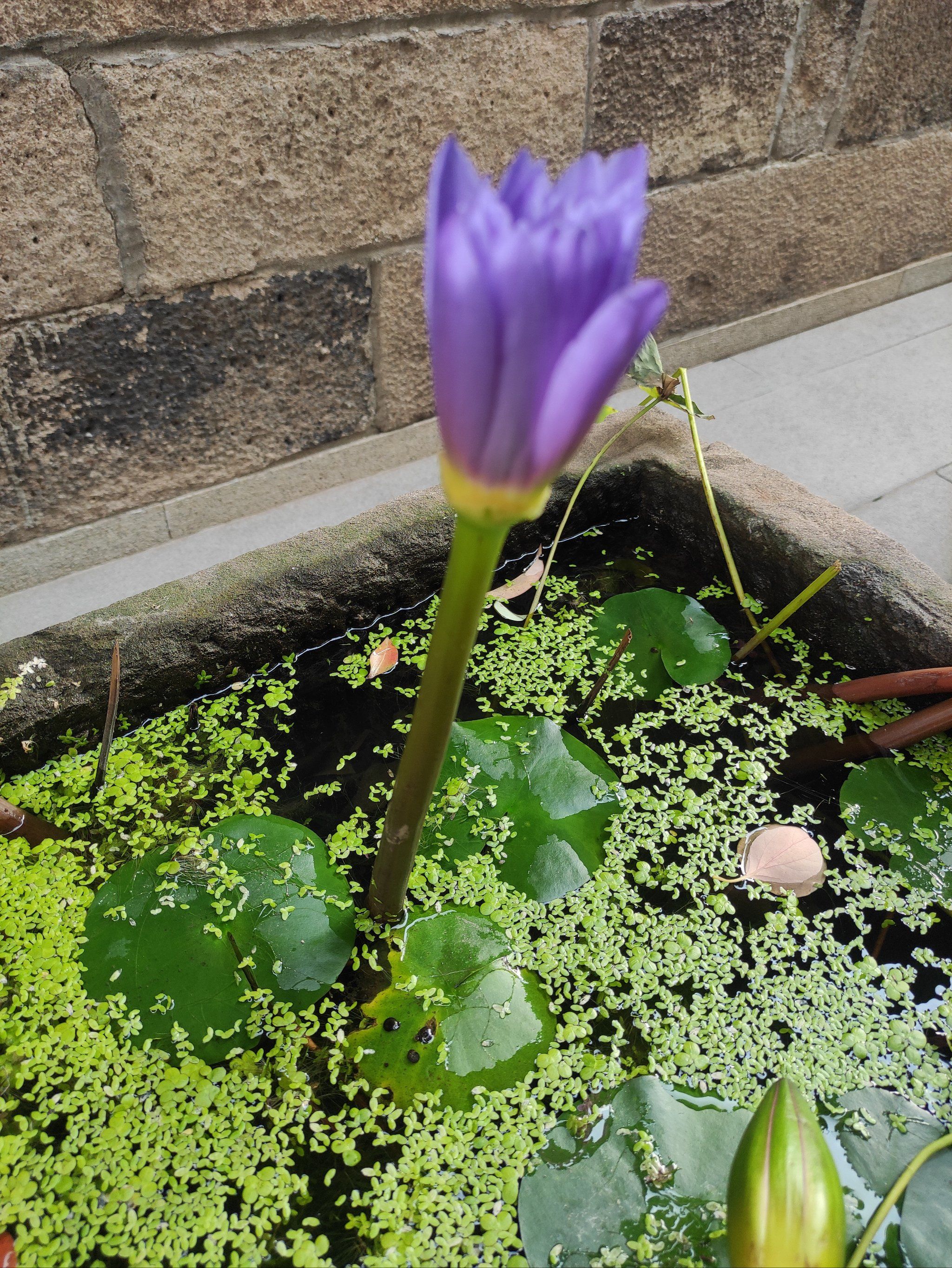 玉佛禅寺的荷花开了