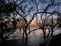 -宝安西湾红树林湿地公园