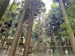 -武陵山森林公园