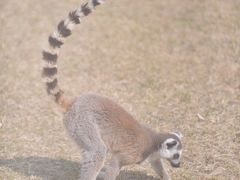 -秦皇岛野生动物园