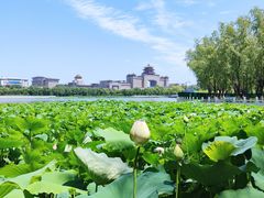 -莲花池公园
