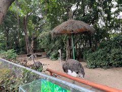 -广州长隆飞鸟乐园