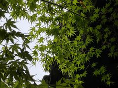 -杭州植物园