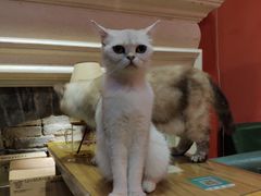 -猫色咖啡·猫咖