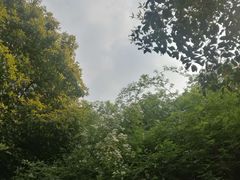 -合肥滨湖国家森林公园