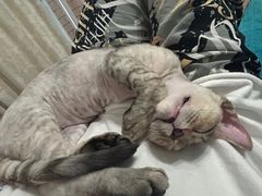 -山宅一喵德文卷毛猫舍