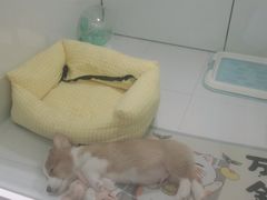 -1013 PET SHOP精品宠物商店(丁香店)