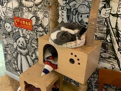-猫小院猫主题餐厅(三里屯店)