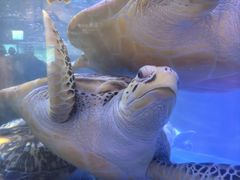 -合肥海洋世界