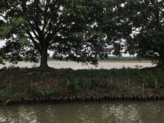 -大湾区中央湿地公园