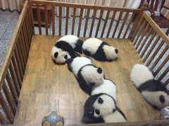 -成都大熊猫繁育研究基地