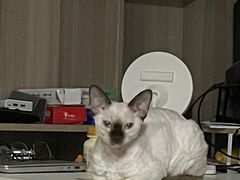-艾贝尔宠物医院·24H转诊中心·肿瘤猫专科(江宁双龙店)