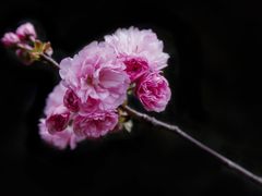 -高东镇樱花园