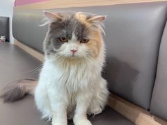 -喵园·猫主题咖啡厅·撸猫·猫咖(国贸店)