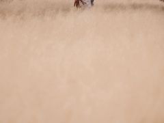-南湖湿地公园