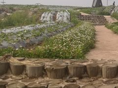 -北纬44度·金珠花海休闲农业旅游景区