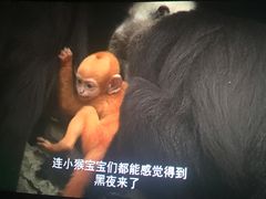 -AMG海上明珠影城(上海环球港RealDCinema店)