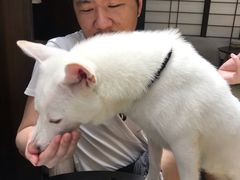 -逗柴咖啡屋·狗咖猫咖宠物桌游